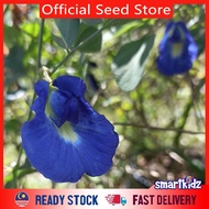 Biji Benih Bunga Telang Ungu / Biru / Putih Selapis / Berlapis  ( ERFLY PEA FLOWERS SEED) buat air/ 