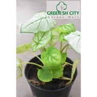 GNC - Caladium Bicolor Silver White Rare Live Plant Pokok Indoor  银白彩叶芊