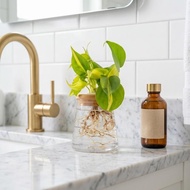 斑葉心葉蔓綠絨 三角水耕盆栽 室內植物 觀葉植物 禮物 水培