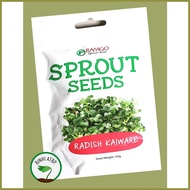 ✟ ⚽︎ ✻ Ramgo Radish Kaiware Sprouting Microgreens Seeds