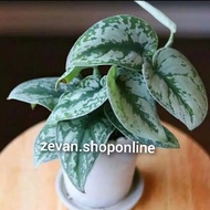 Tanaman hias sirih perak scindapsus exotic / tanaman scindapsus - Tanaman Merambat sirih - Tanaman h
