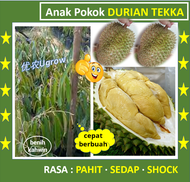 Anak Pokok Durian TEKKA D160 竹脚 榴莲苗 Sapling Durian Tekka