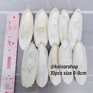 10pcs size 8-9cm Cuttlefish Bone Calcium Squid Shell Cuttlefish Bone Natural Nutrition Export Qualit