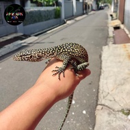 varanus doreanus / varanus doreanus jayapura orange phase