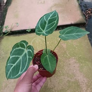 TKL - Anthurium Regale 帝王花烛