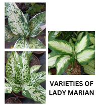 AGLAONEMA LADY MARIAN INDOOR OUTDOOR PLANT REAL OR LIVE PLANTS LIVE PLANTS LIVE PLANTS