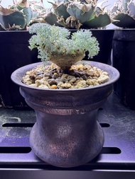 白皮月界 4cm