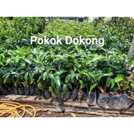 Anak pokok dokong Thai hybrid/kawin 100% orignal