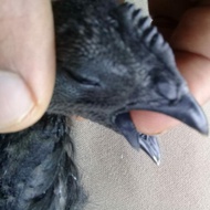 Sepasang Ayam cemani lidah hitam
