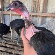 ANAKAN AYAM SAIGON ASLI KEPALA BOTAK UMUR 3 BULAN WARNA HITAM