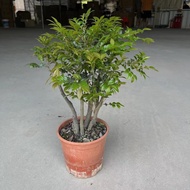 Small Leaf Multi-Rod Red Sandalwood Flower Bonsai Stump Black Bone Tea Indoor Bonsai Potted Plant Or