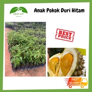 Green Leaf Nursery - Anak Pokok Duri Hitam /D200/ Black Thorn / 黑刺树苗/READY STOCK