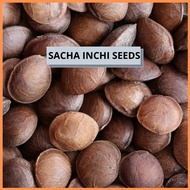 Benih Sacha Inchi  Bermutu Tinggi | Sacha Inchi Seeds Good Quality