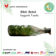 Seedling Botol Bibit Tanaman Hias Anggrek Vanda Seedling Botol Vanda