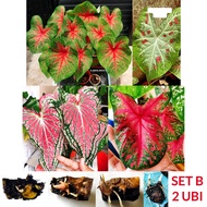 2 PCS Set B Ubi Keladi Campur Murah USA Thai Caladium Bulb Mix Thailand ANYA ANYA Thap Tim Daeng Phet Phi Run SetBanya