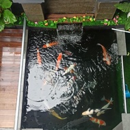 Paket Ikan Koi Lokal Import 1 Kolam 45-60Bu + 2 Grasscarp 70Bu