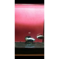 Ikan Betta Black Samurai (Pair)