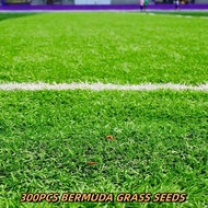 Bermuda Grass Seeds - Outdoor lawn seeds Gardening Green Bermuda Grass seeds(300Seeds/Pack)