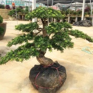 罗汉松盆景雀舌罗汉松盆栽榆树五针松老桩迎客松

造型景观黄杨