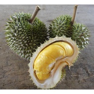 Anak Pokok Durian D145 (Beserah/Durian Hijau)