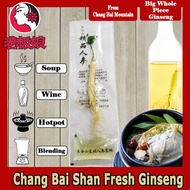 Chang Bai Mountain Fresh Ginseng ! XXL Sized !