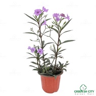 GNC - Ruellia Purple Live Plant Pokok Hiasan Bunga Landscape Outdoor 翠芦莉