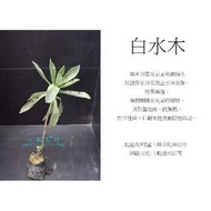 心栽花坊-白水木/3吋/綠籬植物/綠化植物/售價40特價35