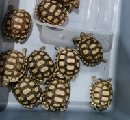 kura kura sulcata baby