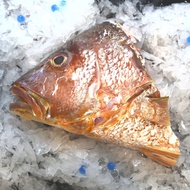 Fresh Red Snapper Head [800g]