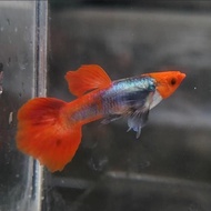 guppy king koi