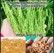 BENIH BIBIT PADI INPARI MAPAN P-05 KWALITAS UNGGUL SUPER GENJAH BERBOBOT PER 1KG