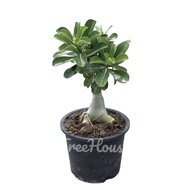 ชวนชม ลุ้นสีดอก กระถาง 6 นิ้ว / Adenium obesum (Forssk.) Roem. & Schult pot 6