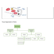 Biology Form 4 SPM Notes Chapter 2 Cell Biology and Organisation