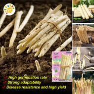 [Easy to plant seeds]100% Original White Asparagus Seeds(10pcs/pack)High Yield F1 Asparagus Seeds Ba