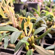 สิงโตนักกล้าม เผือก Bulbophyllum lasiochilum alba กล้วยไม้จิ๋ว กล้วยไม้หายาก