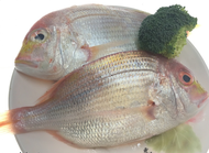 小赤宗魚