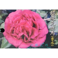 心栽花坊-超級克拉馬/茶花/茶花苗/小品/售價60特價50