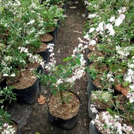 TANAMAN HIAS UNTUK STEK BONSAI ASEM BELANDA ASEM KRANJI ASEM VARIGATA