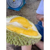 pokok durian musang king hybrid