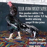 TERLARIS Ayam Bangkok Pakhoy ORIGINAL Super brakot telur fertil