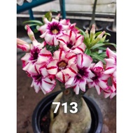 Adenium Kemboja Bonsai ID 713/富贵花