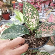 Aglaonema Ruby compakta