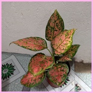 ۞ ▭ ✲ Pink Valentine Aglaonema