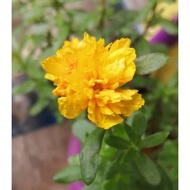 1 keratan Ros Jepun Jambul/Portulaca cutting/ Moss Rose