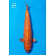 orenji ogon 55 bu male marudo ikan koi import sertifikat breeder