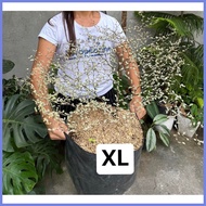 ● ༄ ▼ VARIEGATED AFRICAN TALISAY WITH GARDEN SOIL