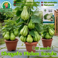 25pcs  Chayote Melon Seeds for Sale High Yield Chayote Seeds for Planting Vegetables
