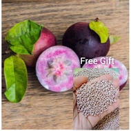 Pokok Apple Star & belian 4pokok dapat Free Gift