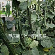 Original Cold-Resistant King Cucumber Seeds Green Pulp Gherkin Seeds Straight No. 9 Prince Secrets D