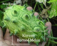 *Super Rare* Horned Melon Seeds - 5 Seed *Pot Friendly* Jelly Melon, Vine, Timun, Cucumber 火参果 - Mango Garden